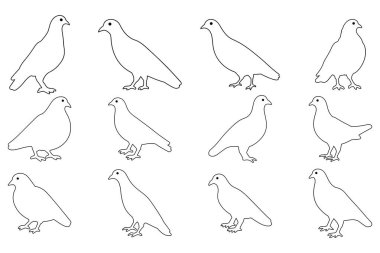 Ana Hattı Basit Güvercin Çizim Tasarımı