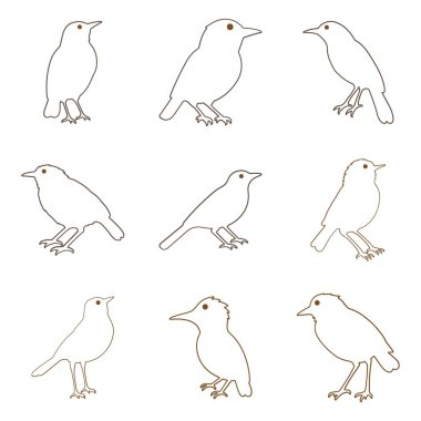 Ana Hattı Babbler Kuş Illustration Design Set