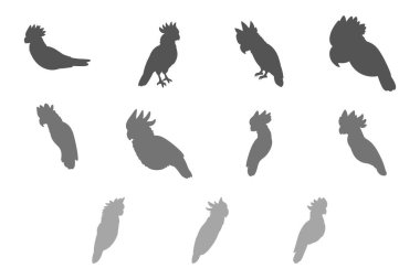 Basit Kakadu Çizim Tasarımı Seti