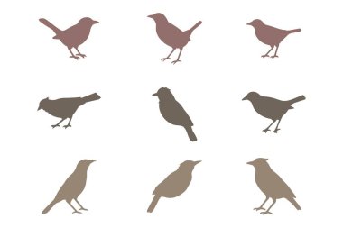 Myna Kuş Silueti Simgesi Ayarlandı