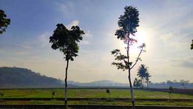 Yeni çimenlerin üzerindeki fotoğrafı kapat.