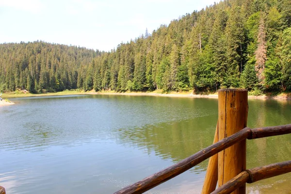 Lake Synevyr in the Carpathian Mountains, tall spruce trees grow around the lake.
