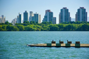 Gwangnaru Hangang Park, Seul 'deki Amsa Ekoloji Parkı' nın sakin ortamında, kuşlar beton bir iskelede teselliyi buluyorlar ve bu da apartmanların kentsel zeminine zıt düşüyor. Bu barışçıl sahne vahşi yaşam ve kentsel yaşamın birlikte varoluşunu yansıtıyor.