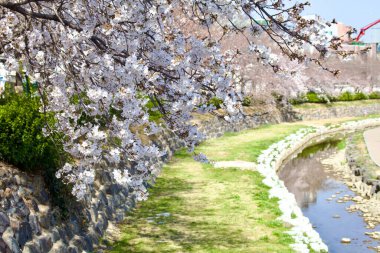 Kiraz çiçeğinin narin dalları huzurlu bir akarsu üzerinde zarifçe süzülüp doğal güzellik ve sükunet manzarası yaratıyor..
