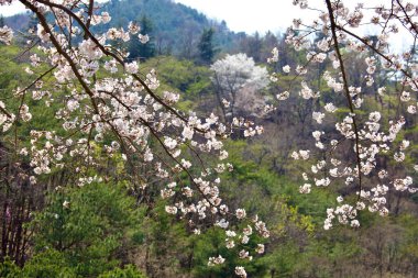 Canlı kiraz çiçekleri tam çiçek, yemyeşil bir arkaplan karşısında set, bahar renklerinin canlı kontrastını sergiliyor.