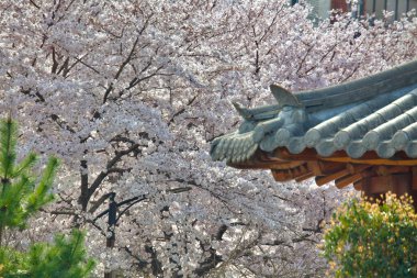 Çiçek açan beyaz kiraz ağaçları geleneksel Kore pavyonunun çatısının köşesinde doğanın zarafetiyle kültür mirasını birleştiriyor..