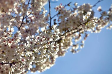 Kore, Ulsan 'da narin kiraz çiçeklerinin yakın çekimi yumuşak, pembe yapraklarıyla yumuşak bir gökyüzüne karşı baharın özünü yakalıyor..
