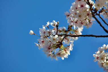 Bir kiraz çiçekleri kümesinin yakın plan görüntüsü, açık mavi gökyüzüne karşı serili..