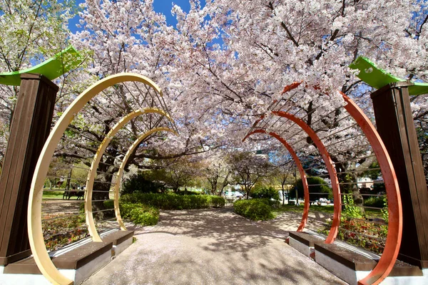 The entrance to a park is framed by cherry blossom trees and a unique, curling overhead sculpture, blending art with nature's spring bloom.