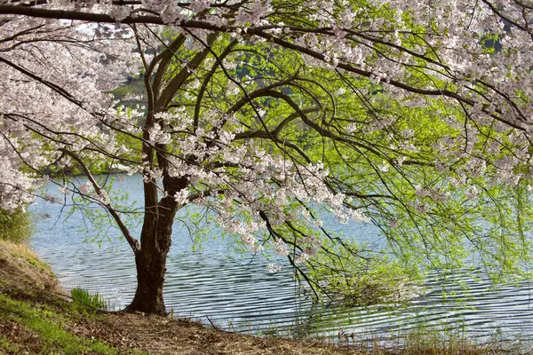White cherry blossom branches and lush green branches gracefully drape over a tranquil lake, harmonizing nature\'s contrasting colors.