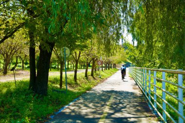 Hanam City, Güney Kore - 1 Ekim 2023: Bisikletçiler, doğal bir tüneldeki yeşil bisiklet yolunu çevreleyen asılmış ağaçların gölgesinde gezinmenin keyfini çıkarıyorlar..