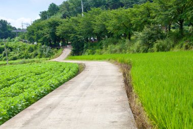 Sangju Şehri, Güney Kore - 10 Şubat 2021: Bir bisiklet ve çiftçi yolu Sangju şehrindeki pirinç ve diğer tarım arazileri boyunca ilerliyor, yavaş yavaş Yeong Nehri manzaralı yüksek bir sırta tırmanıyor..