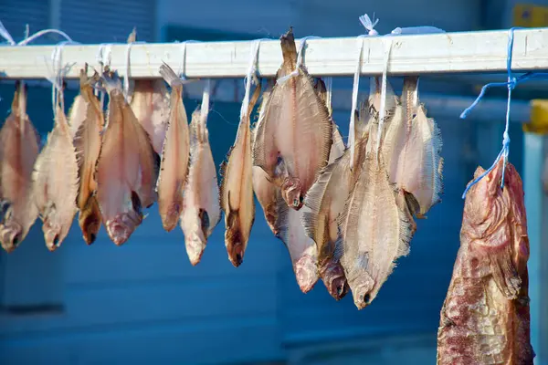 Samcheok City, Güney Kore - 28 Aralık 2023: Halibut balığı raflarda kurutuluyor, Chogok Limanı 'nda görülen geleneksel bir koruma metodu, yerel mutfak uygulamaları sergileniyor.