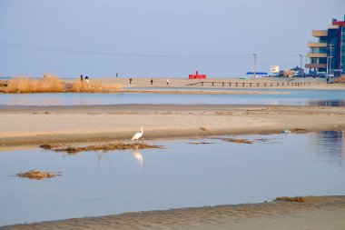 Samcheok Şehri, Güney Kore - 28 Aralık 2023: Deokbong Dağı yakınlarındaki Deoksan Sahili 'nin sularında yürüyen bir turna kuşu, insanların plajın ve dingin denizin tadını çıkarırken, kıyı ekolojik patikaların yanı sıra.
