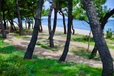 Gangneung Şehri, Güney Kore - 29 Temmuz 2019 Songjeong Sahili 'nin çimenlik ve kumlu kıyılarına bakan çam ağaçları, mavi Doğu Denizi ufka doğru uzanıyor..
