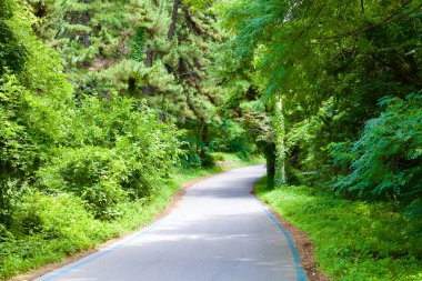 Donghae City, Güney Kore - 28 Temmuz 2019 Jeon Stream yakınlarındaki yamaçtan geçen, yemyeşil bir ağaç gölgesinin altına sarılı bir bisiklet yolu, dolambaçlı bir beton patikada doğaya huzurlu bir kaçış sunuyor..