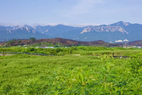 Goseong County Korea Południowa Lipca 2019 Bujne Zielone Pole Niskimi Obrazek Stockowy