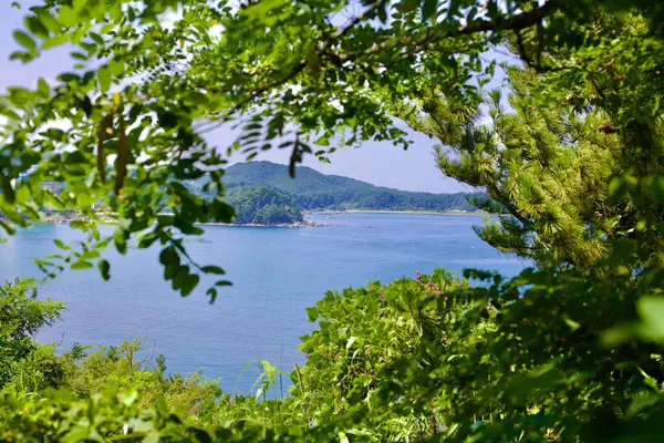 Goseong County South Korea July 2019 Peering Trees Rugged Coastline Stock Photo