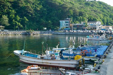 Gangneung Şehri, Güney Kore - 18 Mayıs 2024: Simgok Limanı 'na yanaşan balıkçı tekneleri ve arka planda yeşil tepeler ve binalar. Sakin sular ve manzaralı çevre limanın sakin atmosferini yansıtıyor..