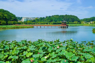 Uljin County, Güney Kore - 27 Temmuz 2024: Yeonho Pavilion 'un nefes kesici manzarası, Yeonho Park' ın yemyeşil yemyeşil yemyeşil yemyeşil yemyeşil yeşerdiği geniş bir çiçekle çevrili.