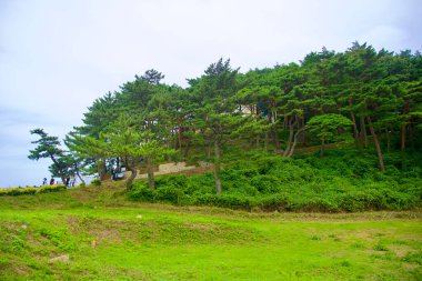 Goseong County, Güney Kore - 28 Temmuz 2024 Kim Il-Sung 'un Goseong ilçesindeki manzaralı Hwajinpo Sahili manzaralı tarihi villasının bulunduğu gür, ağaçlarla kaplı bir tepe. Ziyaretçiler yoğun çam kubbesinin altındaki bölgeyi keşfederken görülebilir.