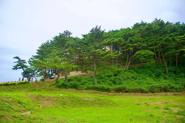 stock image Goseong County, South Korea - July 28th, 2024: A lush, tree-covered hill where Kim Il-Sung's historic villa stands, overlooking the scenic Hwajinpo Beach in Goseong County. Visitors can be seen exploring the area under the dense pine canopy.