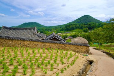 Goseong İlçesi, Güney Kore - 28 Temmuz 2024: Wanggok Hanok Köyü 'nün geleneksel tarım arazilerinde taş duvarları ve dağ manzarası arasında yuva yapmış fayanslı hanok evleri olan tarlalar..