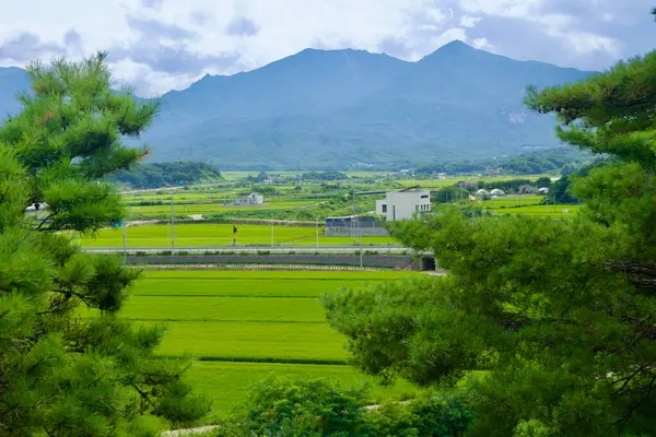 stock image Goseong County, South Korea - July 28th, 2024: A serene view of lush farmlands and distant mountains framed by pine trees, capturing the rural beauty of the Korean countryside near Cheonggan Pavilion.