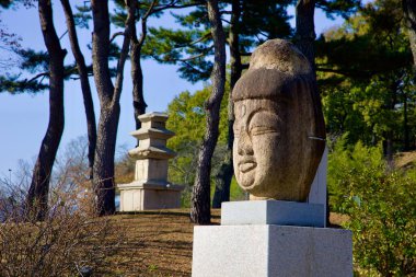 Gyeongju, Güney Kore - 11 Kasım 2023: Gyeongju Ulusal Müzesi 'nde huzur ve yansımayı çağrıştıran çam ağaçlarının arasında sergilenen geleneksel taş bir Buda kafası sergilenmektedir..