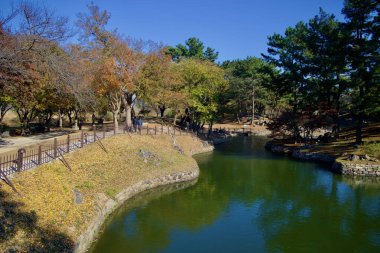 Gyeongju, Güney Kore - 11 Kasım 2023: Donggung Sarayı 'ndaki Wolji Gölü boyunca uzanan sakin bir sonbahar ağacı manzarası, zemini kaplayan ve suyu yansıtan altın yapraklar..