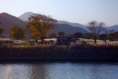 Ulsan, Güney Kore - 6 Kasım 2020: Taehwa Nehri Ulusal Bahçesi 'ndeki nehir kenarı boyunca gümüşi çimenler sallanıyor, sonbahar ağaçları ve uzak dağlar berrak bir gökyüzü altında dingin bir zemin sağlıyor..