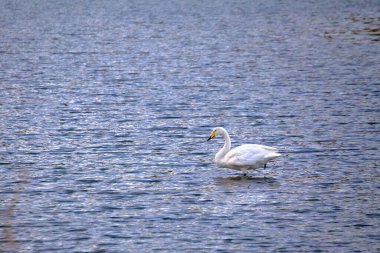 Ulsan, South Korea - November 6th, 2020: A lone duck glides gracefully through the calm waters of the Taehwa River, creating a serene and peaceful scene on a clear autumn day. clipart