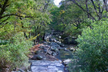 Ulsan, Güney Kore - 21 Ekim 2023 Seoknamsa Tapınağı yakınlarındaki bereketli Seoknamsa Vadisi 'nde kayalar ve yapraklarla dolu sakin bir dere sonbaharda doğal bir manzara yaratıyor..