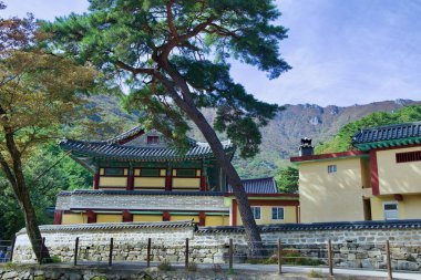 Ulsan, Güney Kore - 21 Ekim 2023: Seoknamsa Tapınağı çevreleyen dağların engebeli zirveleriyle canlı bir çam ağacının altında berrak bir sonbahar gününde göz kamaştırıcı bir zemin sağlar..