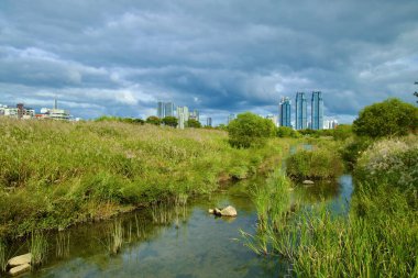 Ulsan, Güney Kore - 5 Ekim 2024: Uzun otlar ve sazlıklarla dolu Taehwa Nehri sulak alanlarının manzarası, dramatik bulutlarla dolu gökyüzünün altında şehrin ufuk çizgisi.