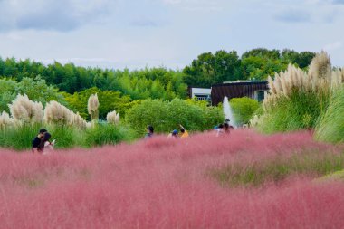 Ulsan, Güney Kore - 5 Ekim 2024: Pembe muhli çimenler, Taehwa Nehri Ulusal Bahçesi 'nde hafif esintide sallanıyor..