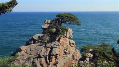 Yangyang County, Güney Kore - 3 Kasım 2024 Hajodae 'deki kayalık bir uçurumun tepesindeki ikonik çam ağacının manzarası. Doğal güzelliği ve tarihsel önemi ile bilinir..