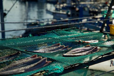 Sokcho, South Korea - November 3, 2024: Freshly caught fish lay out to dry on green nets at Daepo Port, highlighting a traditional preservation method commonly seen in this vibrant fishing village. clipart