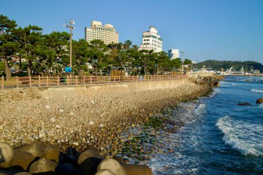 Sokcho, Güney Kore - 3 Kasım 2024: Seorak Sunrise Park 'taki manzaralı gezinti alanı kayalık bir kıyı şeridi boyunca uzanır, okyanus manzarası sunar ve arka planda görünen otellerle sıralanmış sıralı banklar ve ağaçlarla çevrilidir..