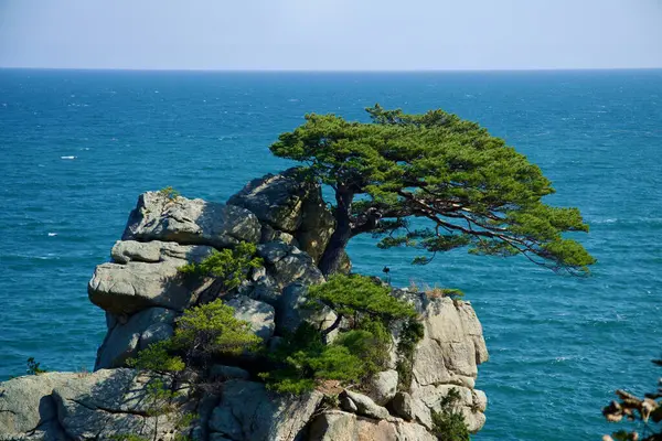 Yangyang İlçesi, Güney Kore - 3 Kasım 2024: Doğu Denizi 'nin engin mavi sularına bakan, Hajodae' de engebeli bir kaya oluşumuna tünemiş ikonik çam ağacı, dingin doğal güzelliğin bir örneği..