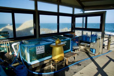 Yangyang İlçesi, Güney Kore - 3 Kasım 2024: Taze balık akvaryumları ve deniz ürünleri hazırlama araçları Yeonhwadae yakınlarında sergilenmekte olup, Huyuam Hermitage 'de yerel kıyı yaşamı ve okyanus manzarası gözlenmektedir..