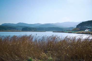 Yangyang İlçesi, Güney Kore - 3 Kasım 2024 Pomae Gölü 'nün sakin bir manzarası, rüzgarda sallanan uzun otlar ve sisli arka plandaki orman tepeleri yumuşak gün ışığı altında..