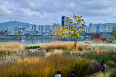 Ulsan, South Korea - November 14th, 2024: A stunning combination of golden grasses and autumn foliage at Taehwa River Park, with a backdrop of modern apartment buildings and the serene Taehwa River. clipart