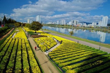 Ulsan, South Korea - November 14th, 2024: A vibrant aerial view of Taehwa River's chrysanthemum garden, with rows of yellow flowers, visitors strolling along paths, and the city's skyline reflected in the calm river. clipart