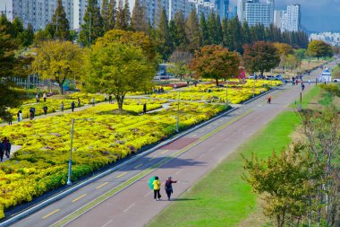 Ulsan, Güney Kore - 14 Kasım 2024: Kasımpatı bahçeleri tamamen çiçek açmış Taehwa Nehri Parkı 'nın güzelliğini artırıyor..