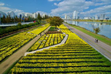 Ulsan, Güney Kore - 14 Kasım 2024: Canlı sarı kasımpatı çiçekleri Taehwa Nehri 'nin kenarındaki bahçe yolu boyunca çiçek açıyor, yüksek binalar ve bisiklet yolu ile.