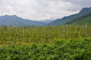 Goesan County, Güney Kore - 10 Eylül 2020: Elma ağaçları ve kırmızı biber bitkileri sıraları tarım arazisi boyunca uzanıyor, arka planda bulutlu bir gökyüzünün altında puslu dağlar var.