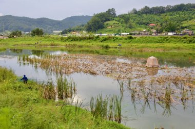 Goesan County, South Korea - September 10th, 2020: A local fisherman wades through the shallow waters of Seonghwang Stream, surrounded by reeds and a floating fishing tent, as he searches for a catch in the tranquil rural landscape. clipart