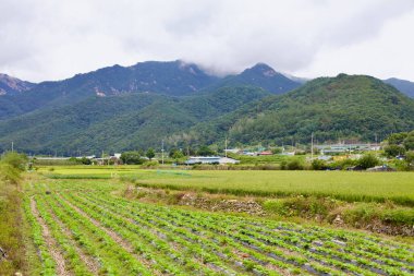 Goesan İlçesi, Güney Kore - 10 Eylül 2020: Arka planda düzgün ekilmiş ekinler, geleneksel evler ve sis kaplı dağlarla vadi boyunca uzanan yemyeşil bir tarım arazisi.