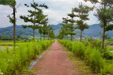 Goesan İlçesi, Güney Kore - 10 Eylül 2020: Seonghwang deresi boyunca ağaçlarla ve kır çiçekleriyle kaplı huzurlu bir yürüyüş ve bisiklet yolu.